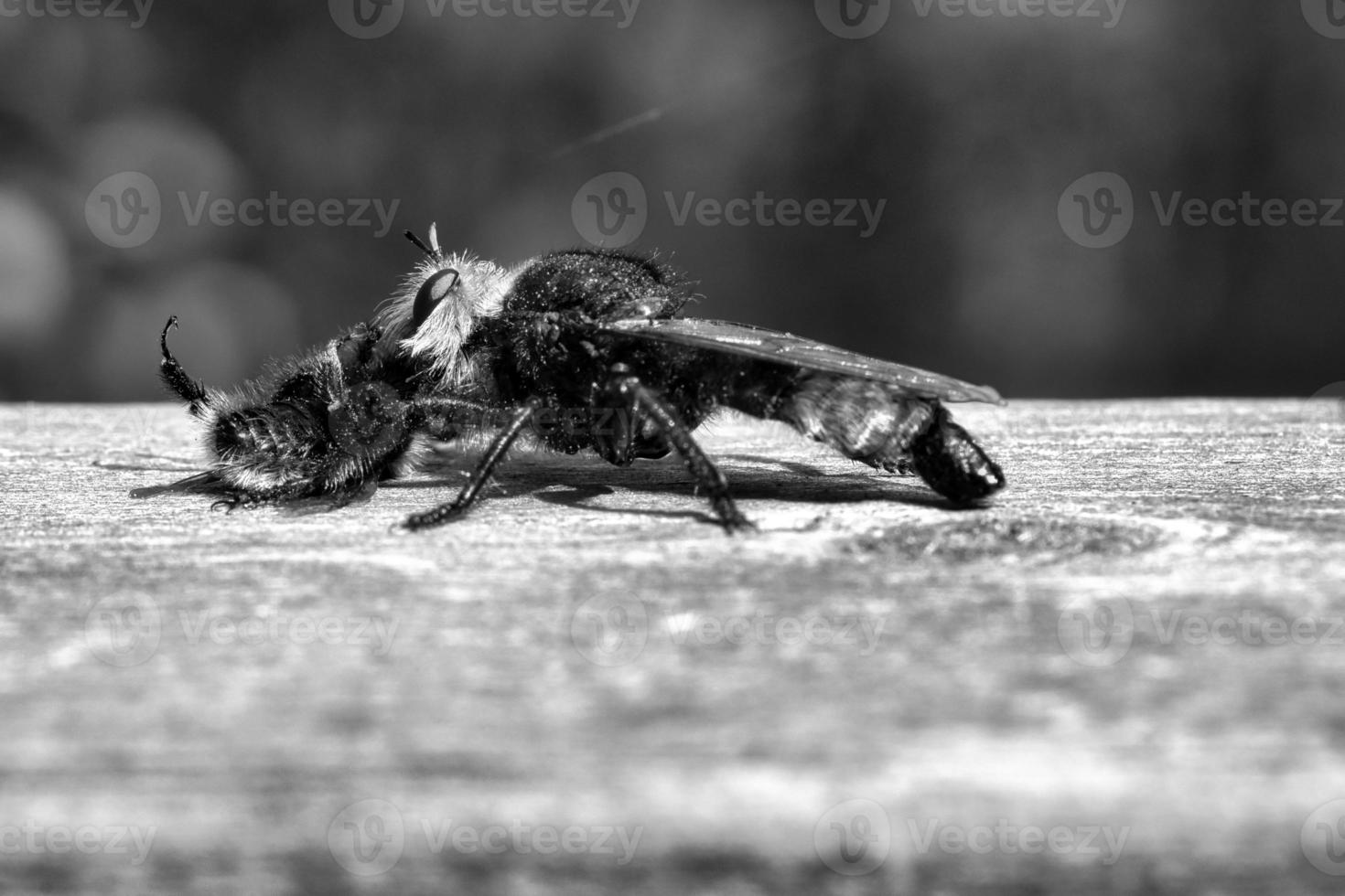 Yellow murder fly or robber fly as black and white image with a bumblebee as prey photo
