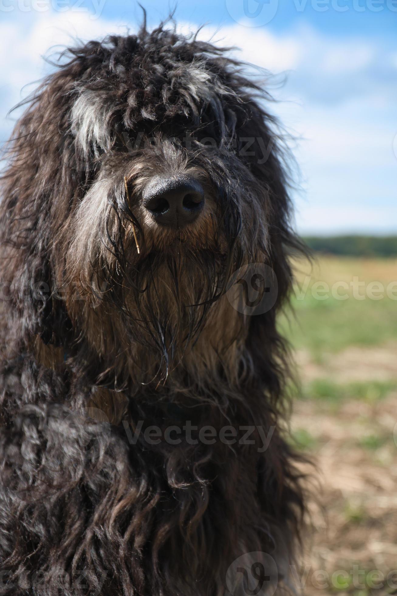 Portrait of a Goldendoodle dog. Fluffy, curly, long, black light brown