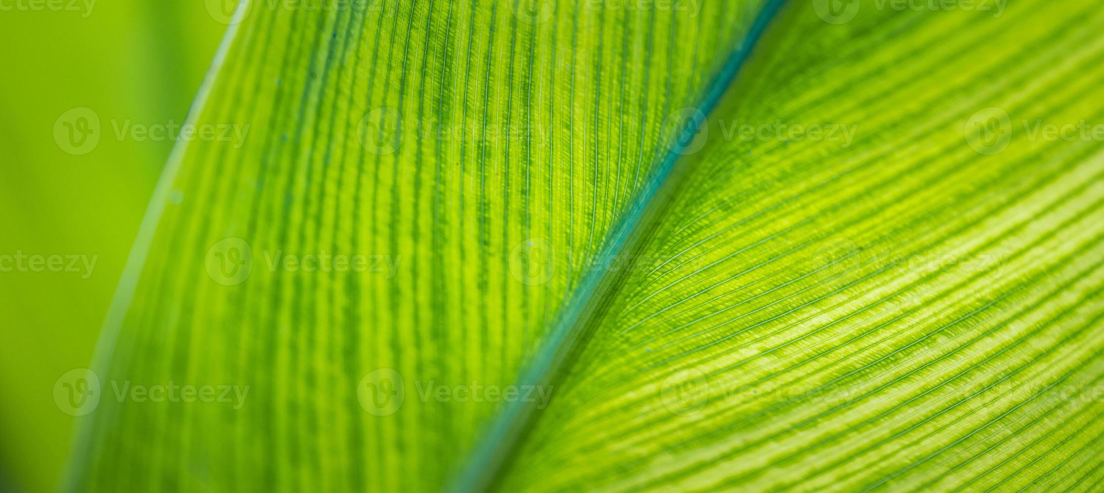 asombrosa macro de hoja verde. primer plano soleado brillante, cultivo panorámico artístico. detalle de la textura retroiluminada y el patrón de la planta de hoja de palma, la estructura natural de las venas de un árbol verde. concepto de ecología foto