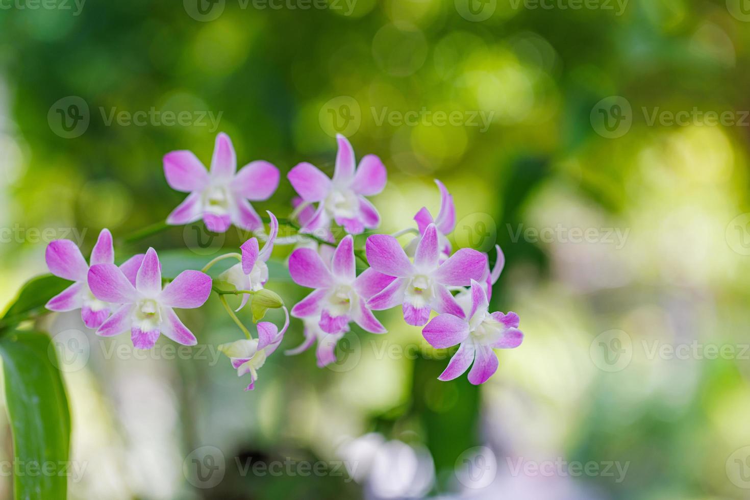 Orchid flowers on blurred tropical lush foliage. Phalaenopsis Orchidaceae. Orchid flower for postcard beauty and agriculture design. Beautiful summer garden in full bloom photo