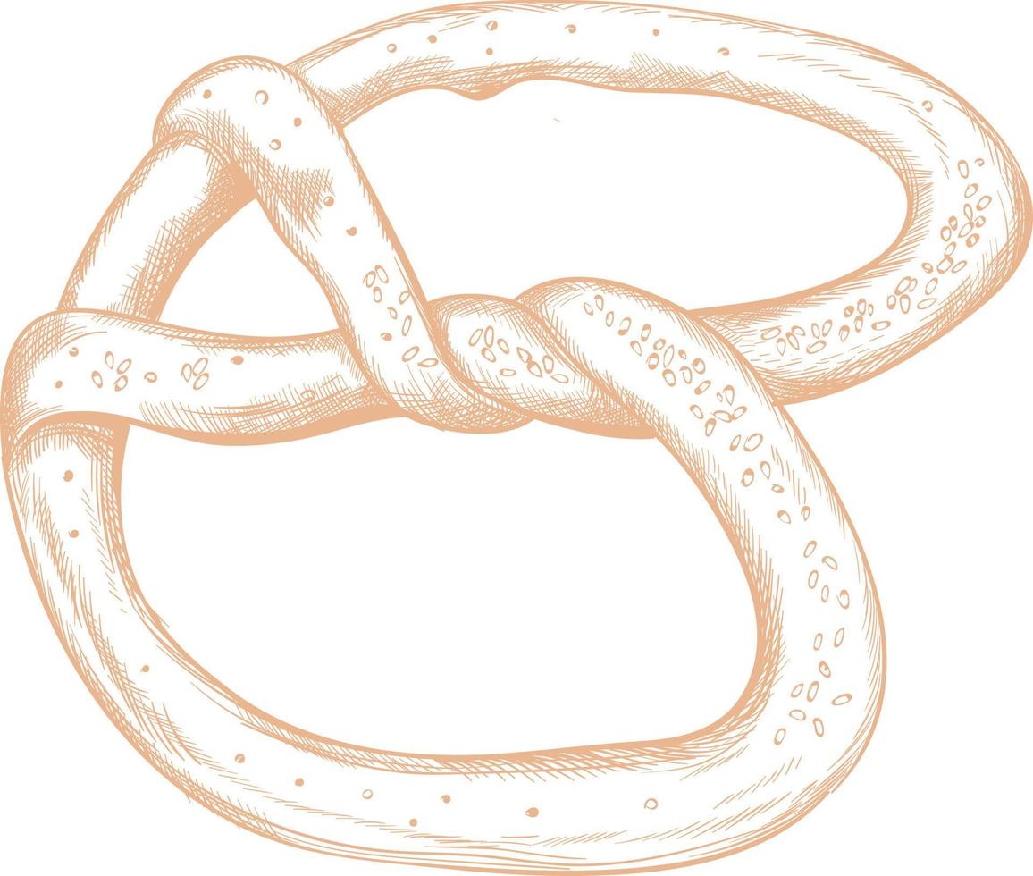 Salty pretzel for beer. vector
