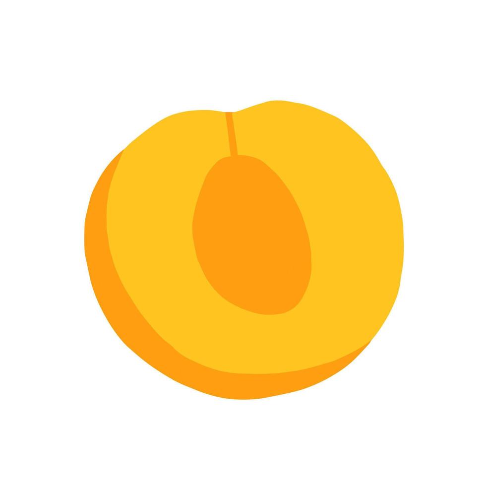 Vector apricot in section doodle isolated