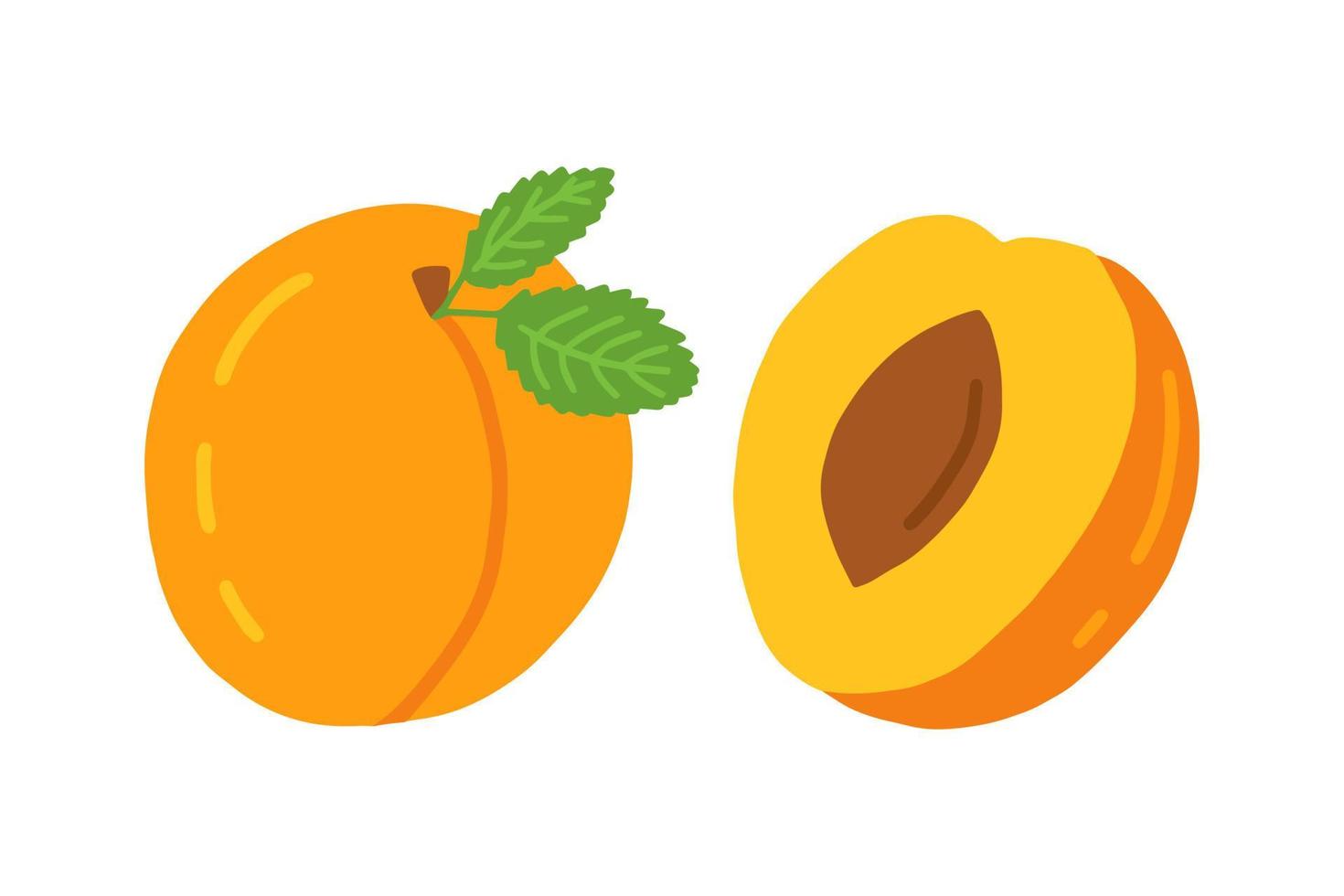 Vector peach and peach slice in section vector set