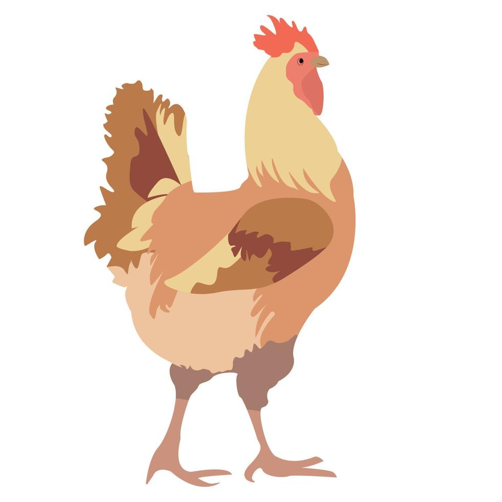 gallo pintado en estilo plano. ilustracion vectorialmovil vector