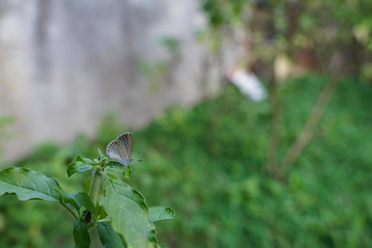 una pequeña mariposa se posó en un macizo de flores y resultó herida por un ala rota. foto