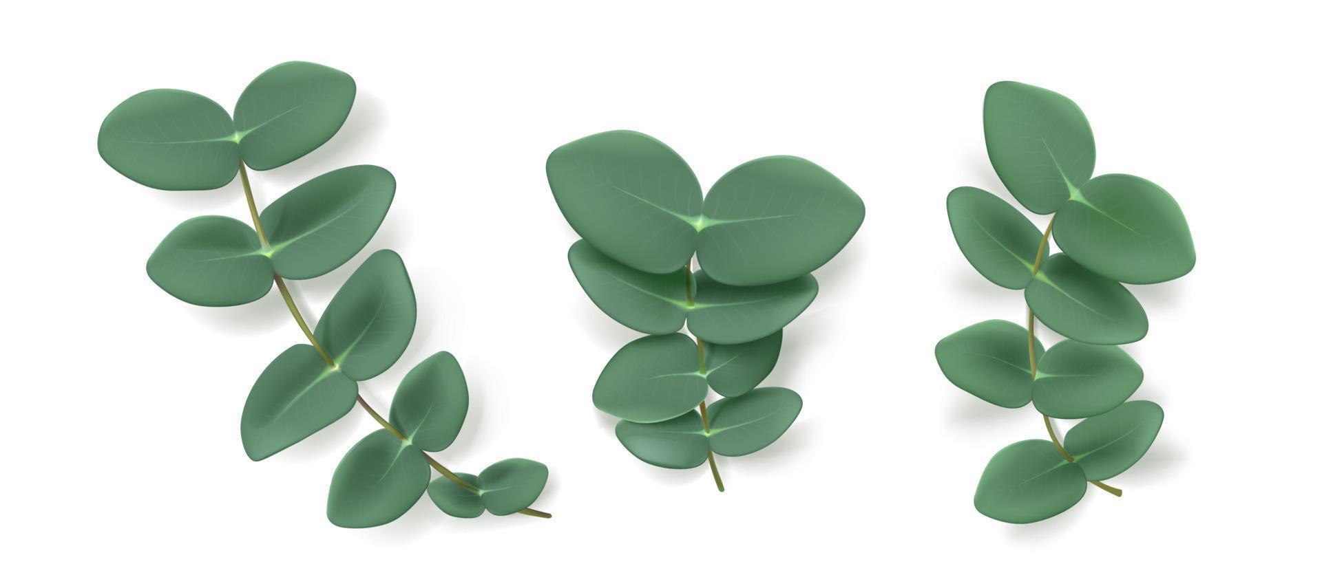 Eucalyptus leaves and branches, aromatic herb vector