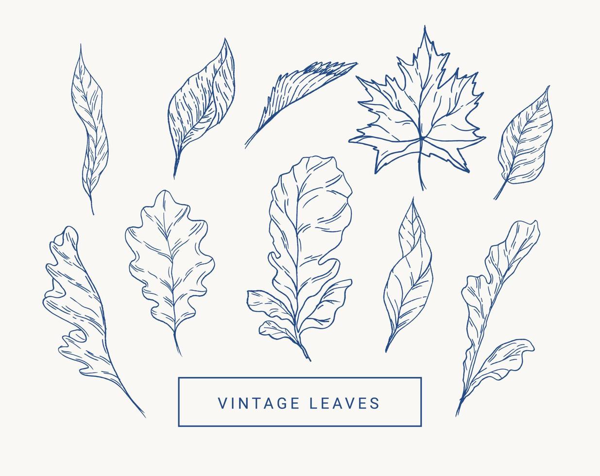 Set with autumn leaves. Botanical illustration. Maple, oak, aspen. Blue and white. vector