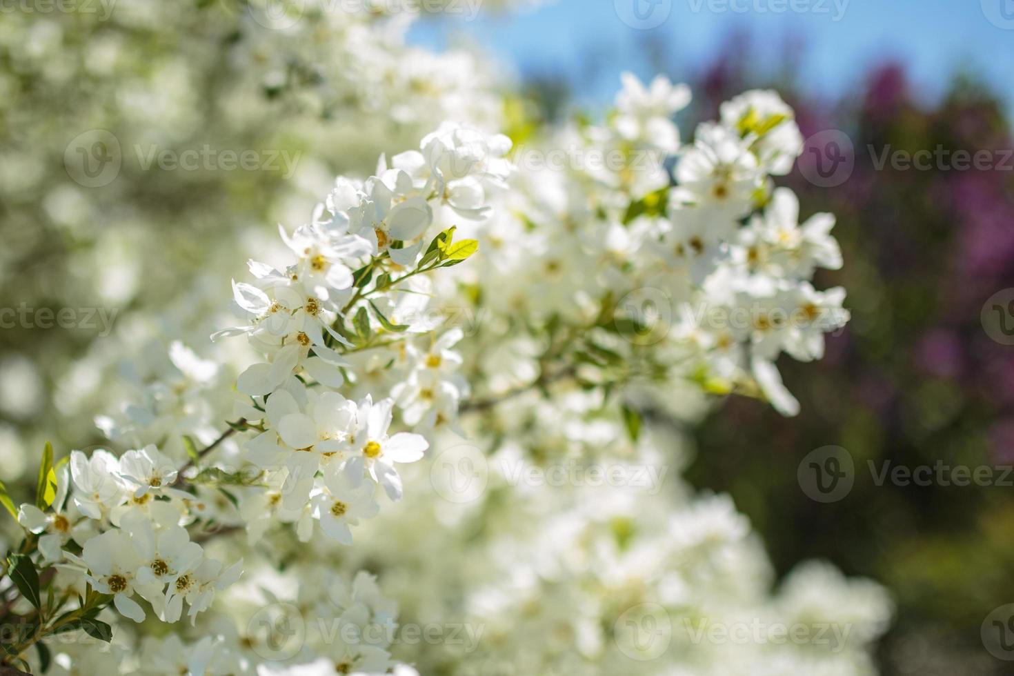 Branches of blossoming cherry blossom macro with soft focus on gentle sky photo