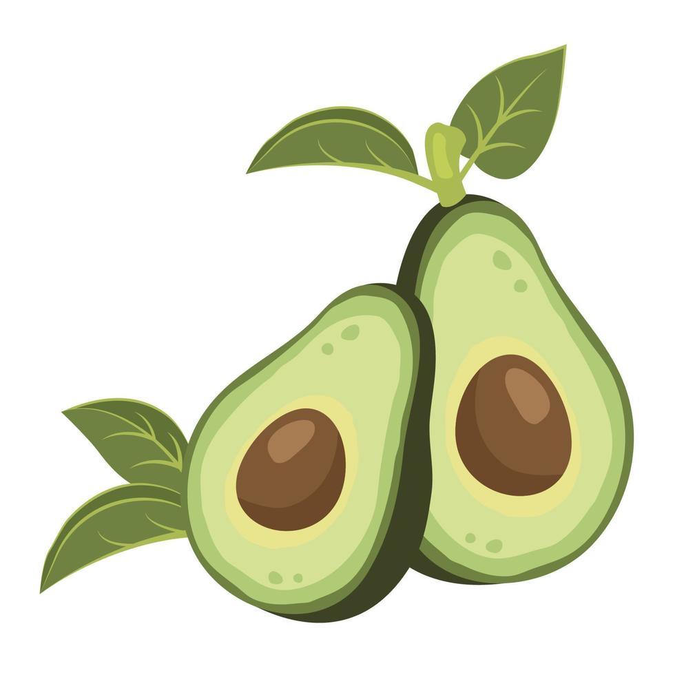 Half an avocado with leaves, pit and flesh. Ripe fresh avocado fruit. Healthy vegetarian organic food. Vector illustration for healthy lifestyle and good nutrition
