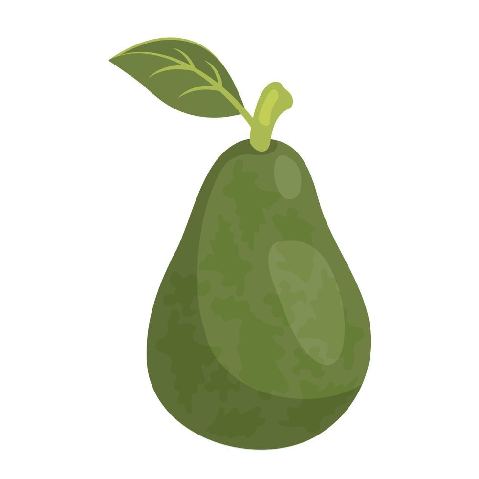 Whole avocado peeled on white background. Ripe avocado fruit. Healthy vegetarian organic food. Vector illustration for healthy lifestyle and good nutrition