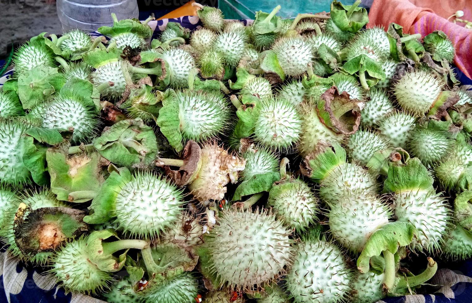 Datura innoxia green fruit. It also known as Datura wrightii or sacred datura. photo