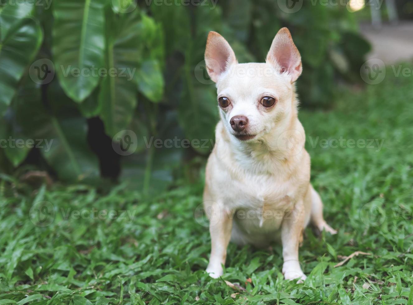 cute brown short hair chihuahua dog sitting  on green grass in the garden,  looking curiously. photo