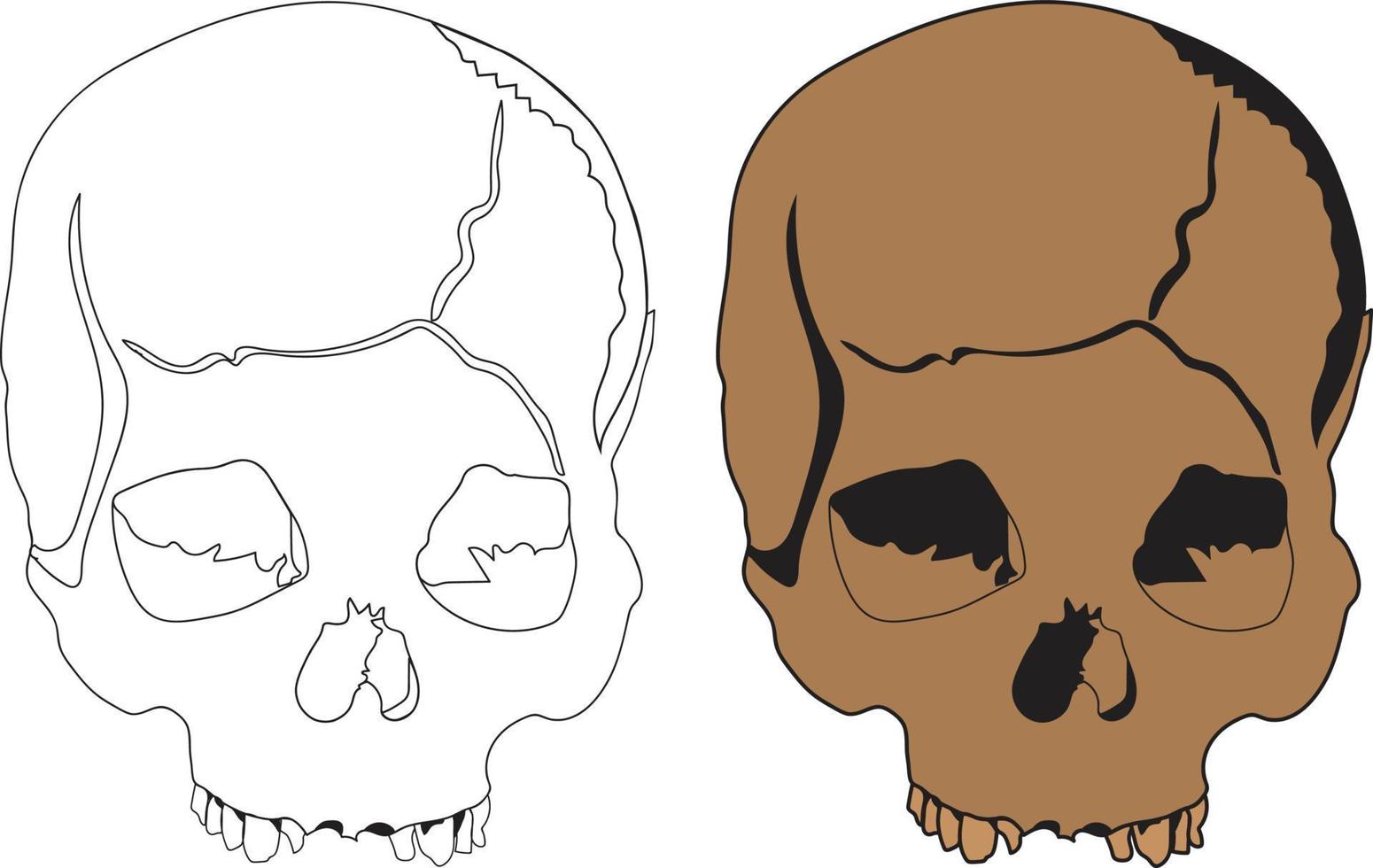 Human skull vector