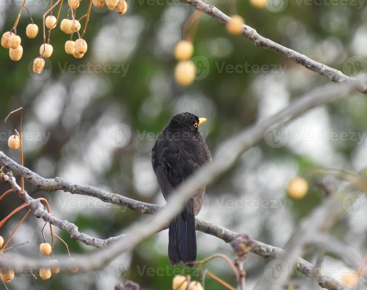 Turdus merula Bird Photography photo