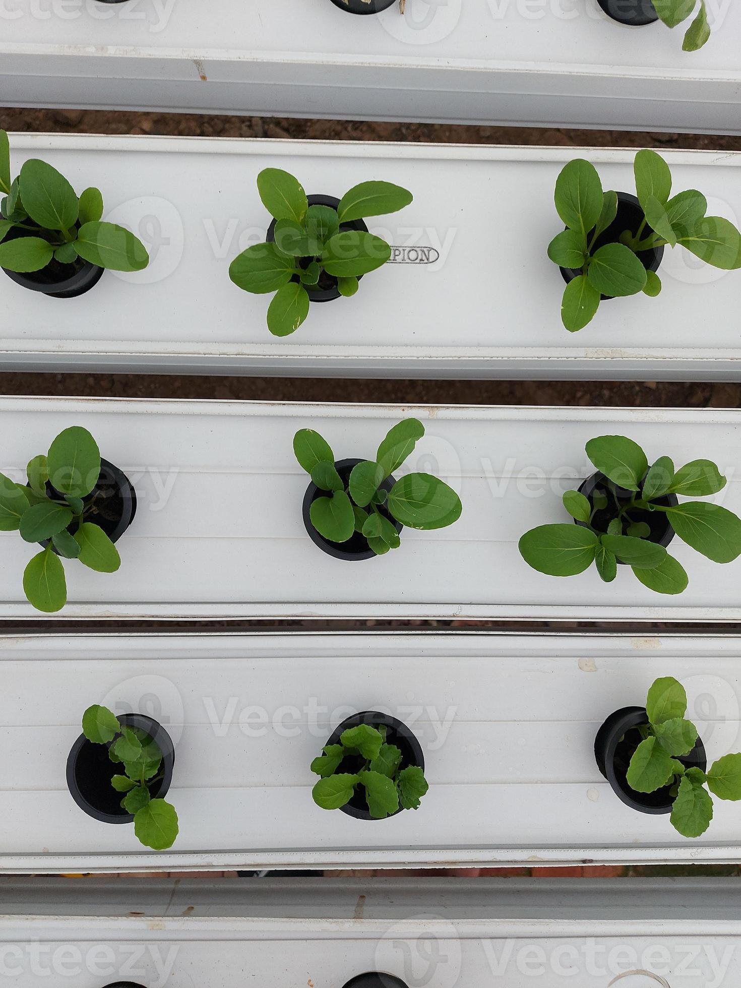Selective focus of hydroponic vegetable plants. Stem lettuce scientific