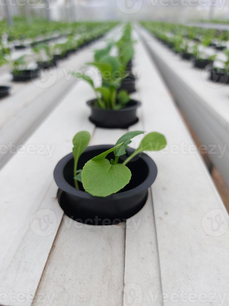 Selective focus of hydroponic lettuce plant on blurred background. Its scientific name is Lactuca sativa var angustana. Focus on some of the plants in front. photo