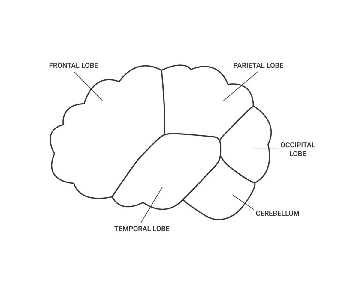 lóbulos de la vista lateral del cerebro humano, línea de plantilla. diferentes áreas del cerebro, frontal, parietal, occipital, lóbulo temporal y cerebelo. salud del cerebro. ilustración de contorno vectorial vector