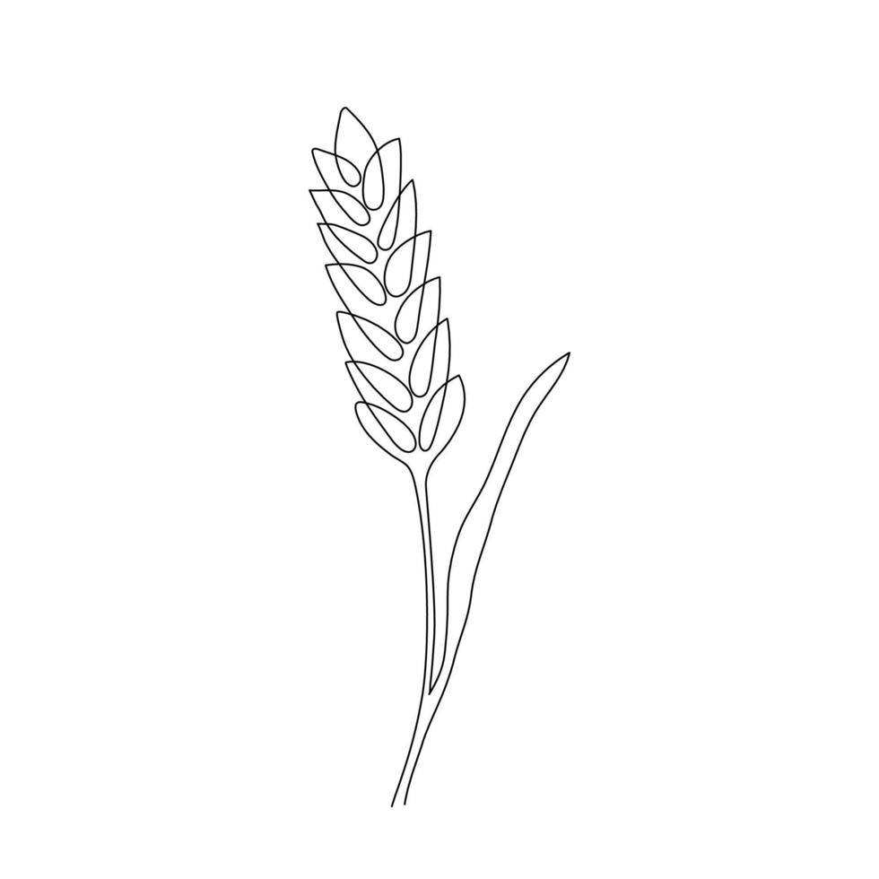 Wheat grain ear, nature bread, one single continuous art line drawing. Linear sketch of wheat, rice, corn, oat ear and grain. Outline spica plant for agriculture, cereal products, bakery. Vector