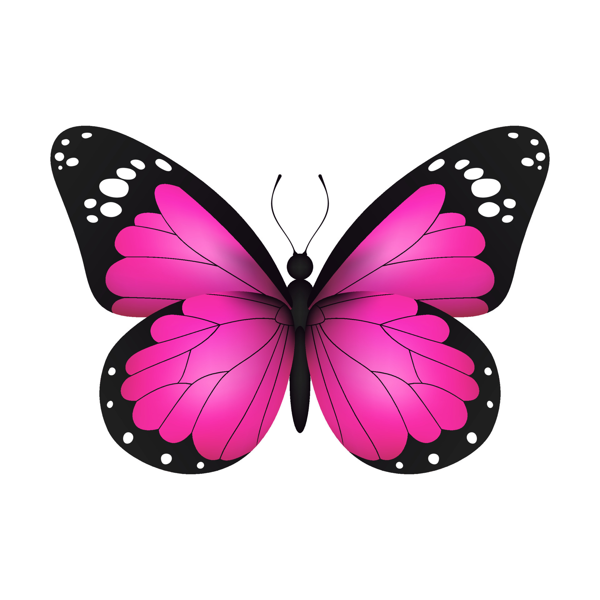 Pink realistic flying monarch butterfly on a white background. Vector