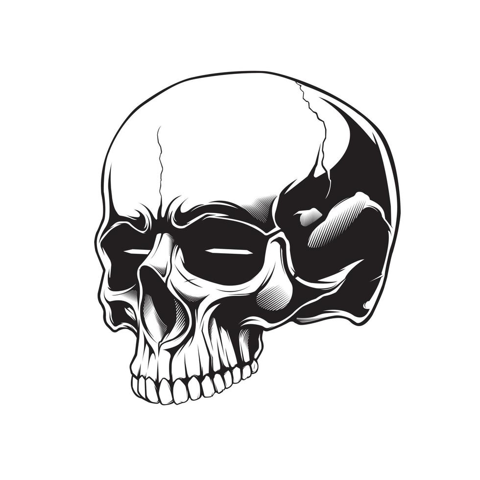 clip art anatomy skull in beground white vector