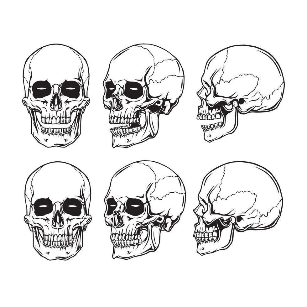 clip art anatomy skull in white beground vector