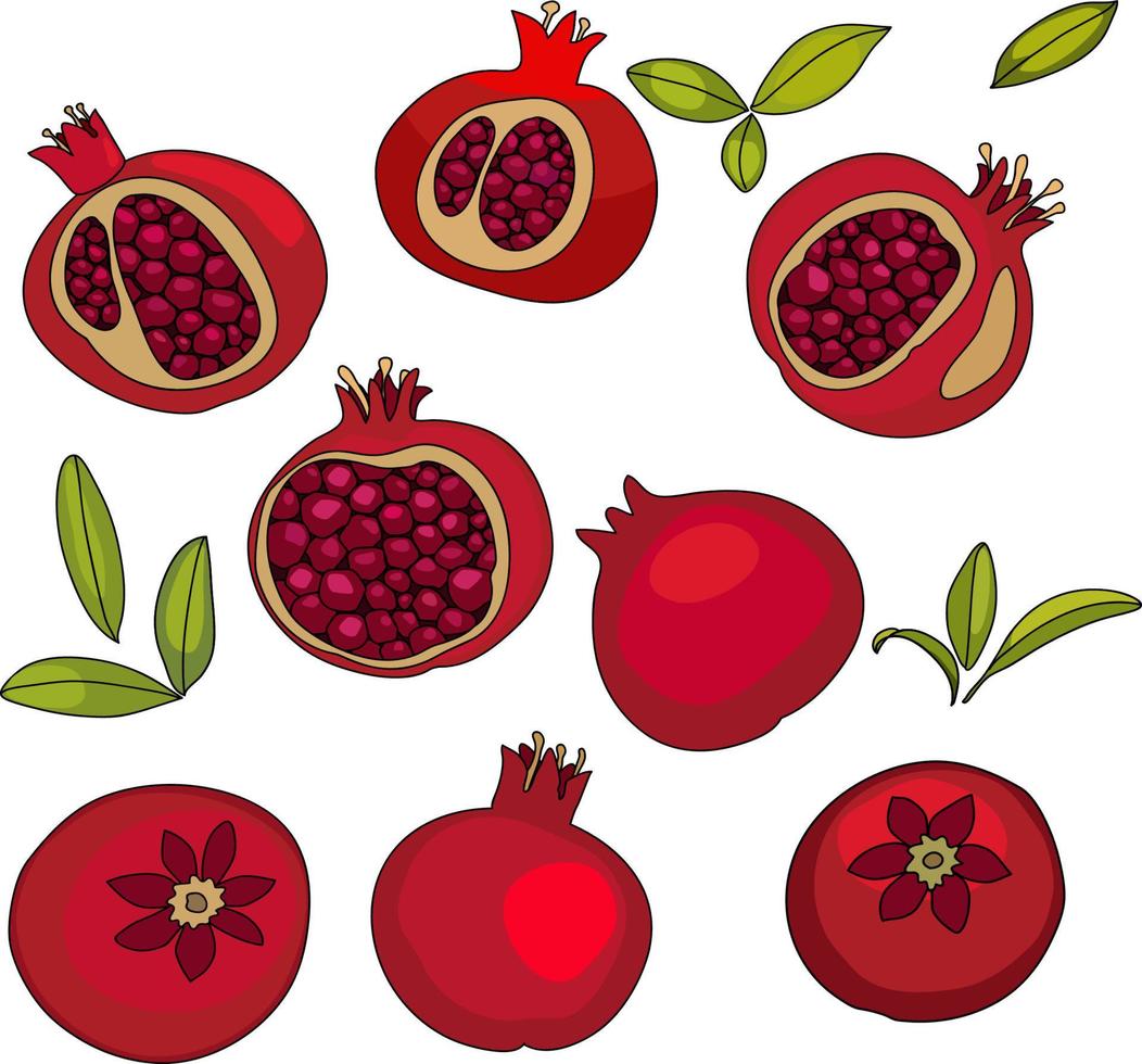 red pomegranate fruit, several fruits vector illustration