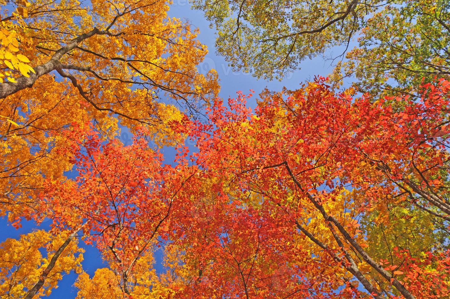 colores de otoño en el canooy del bosque foto