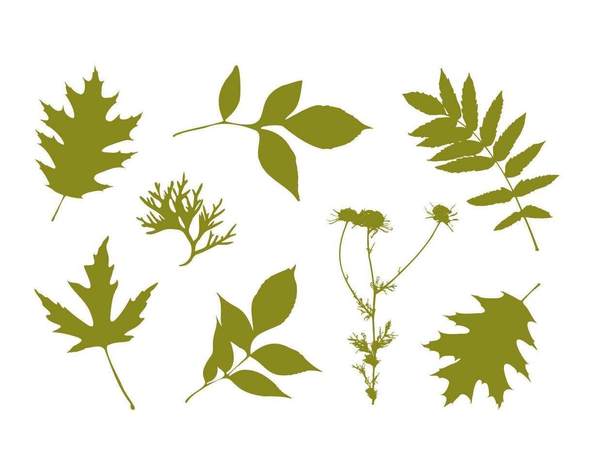 establecer sello de hojas, elementos botánicos a base de hierbas, herbario. aislado. Fondo blanco. vector