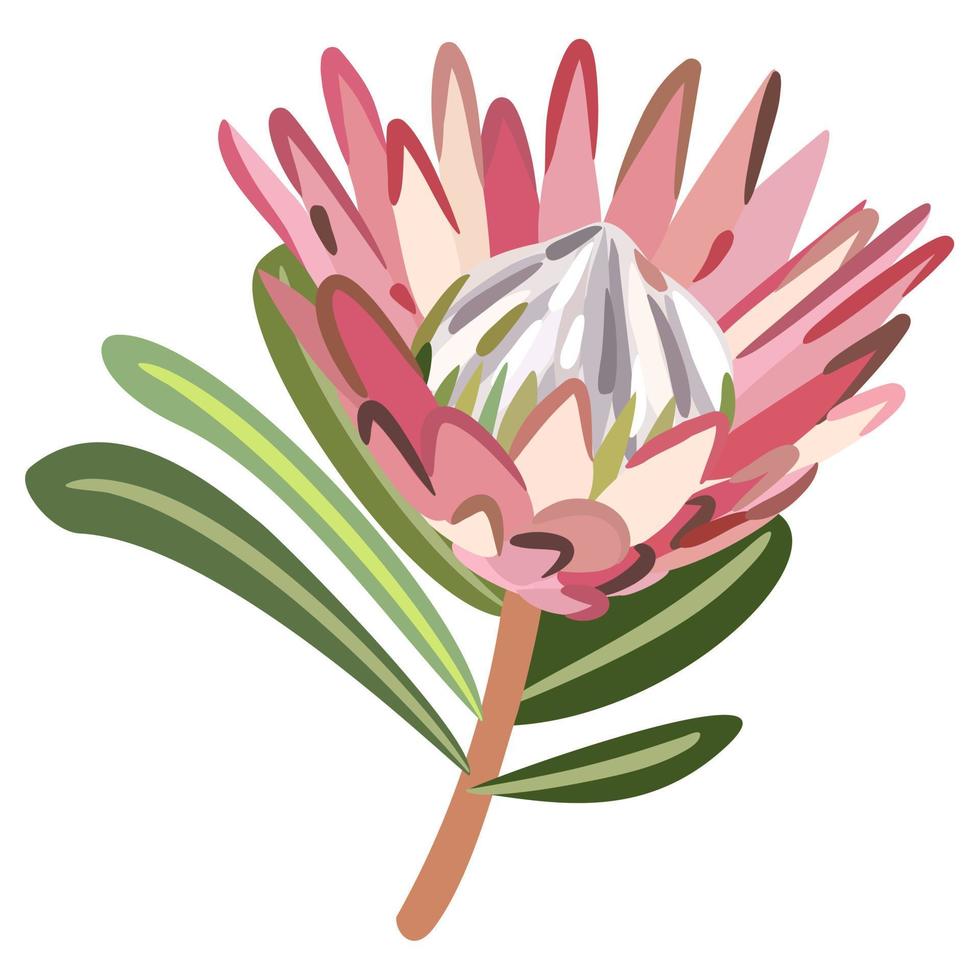 Protea flower with leaves. Vector isolated illustration.