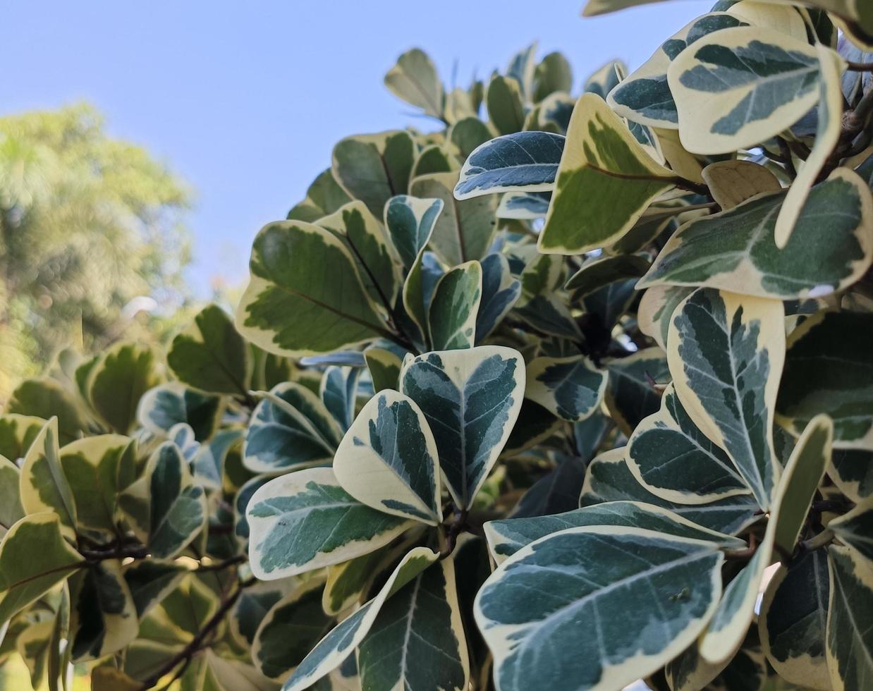 Picture of an ornamental tree called ficus deltoidea with spotted leaves.  and beautiful in winter photo