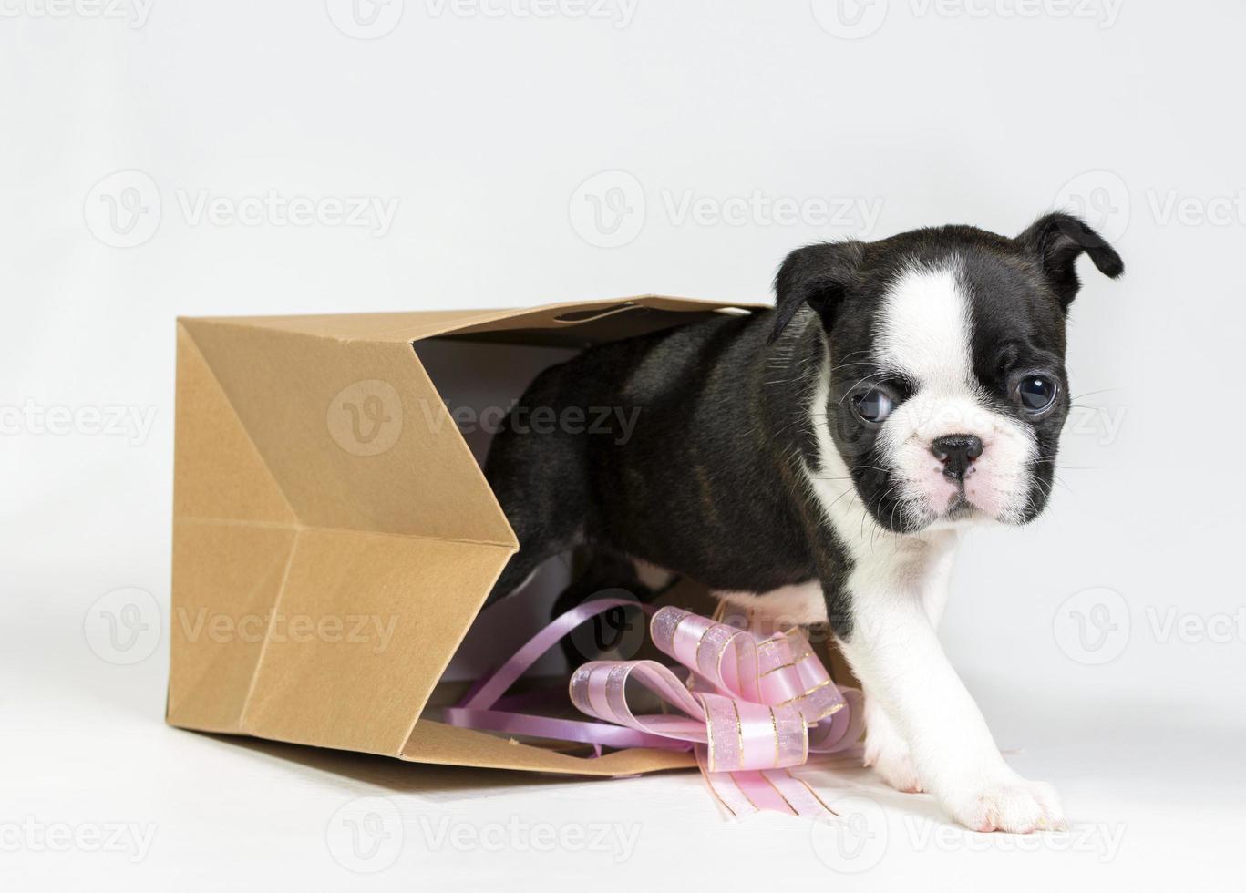 A funny Boston Terrier puppy looks out of a bag on a gray background. The concept of gifts and eco-friendly packaging. photo