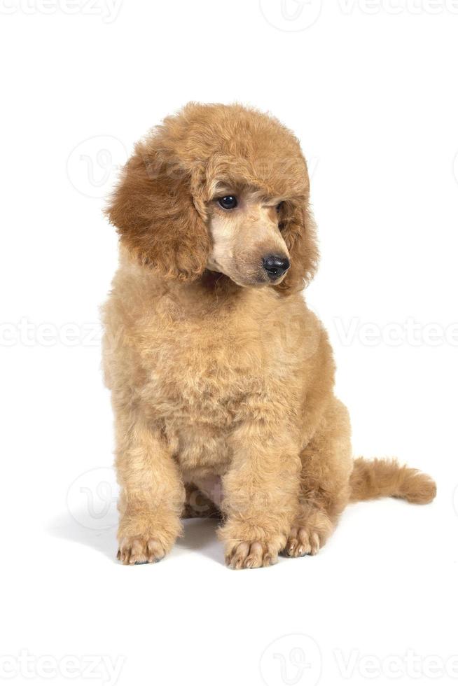 Poodle puppy apricot color sitting and looking away. On white background. photo