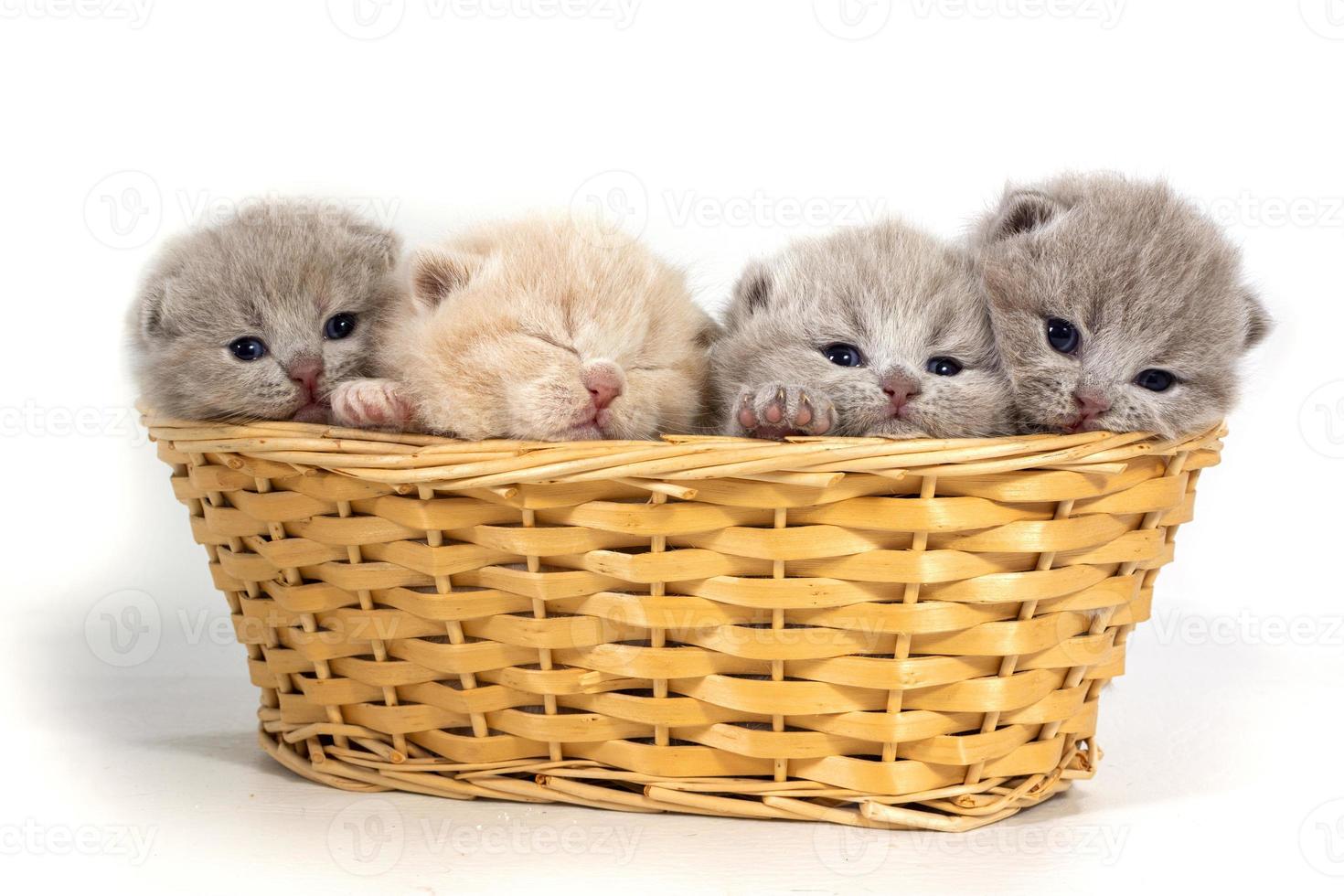 Four small british kittens sit in a wicker basket. One kitten is sleeping. photo