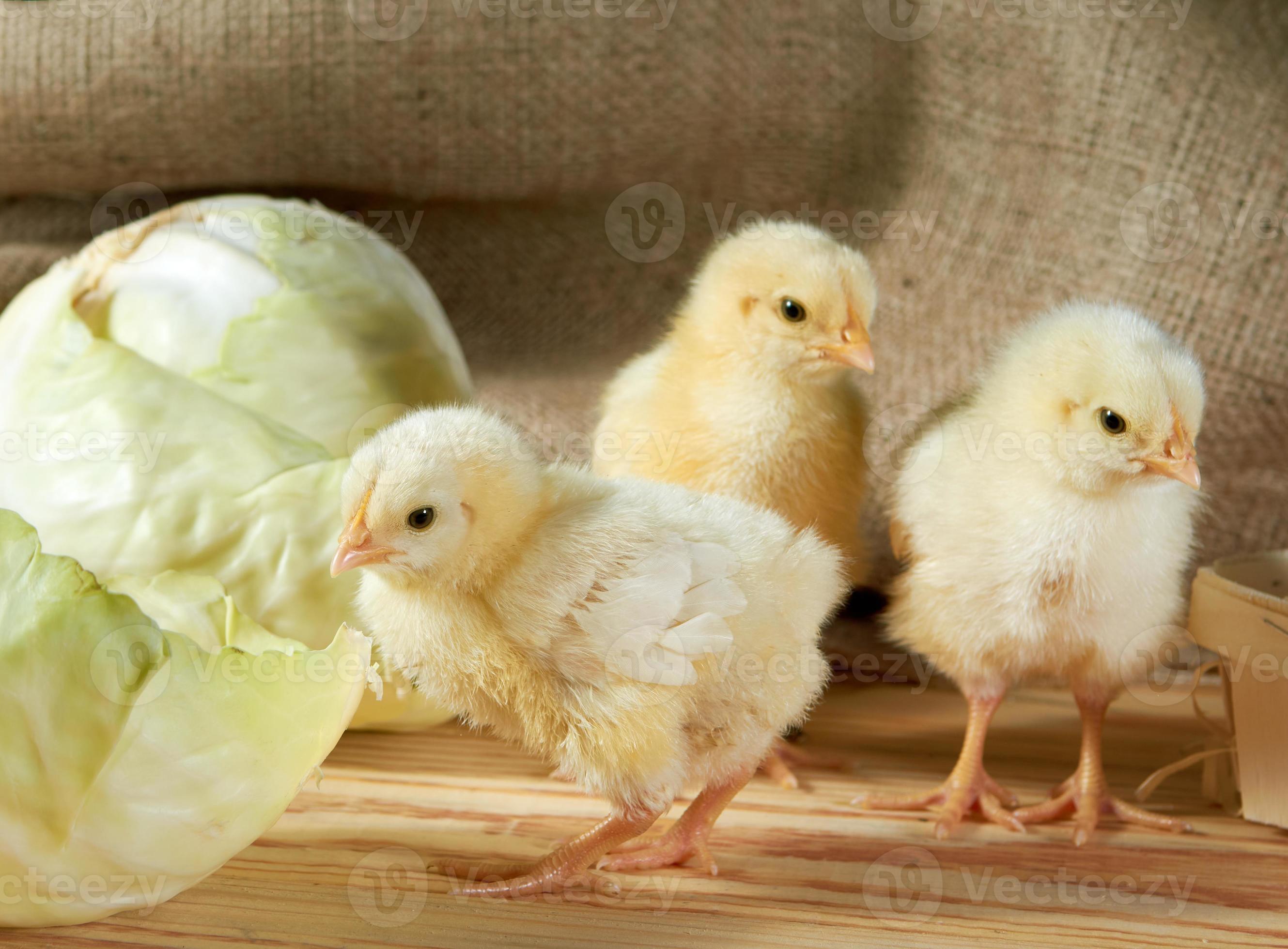 Cute downy newborn chickens on hay in a wooden box. Easter scene, farm