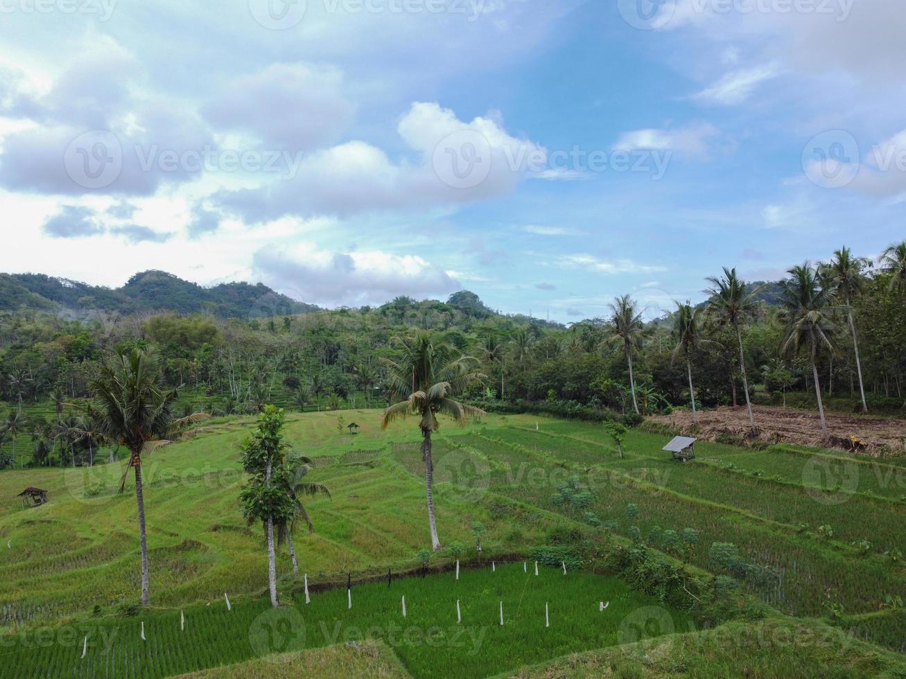 The view of the rice fields from the blue and cloudy sky photo
