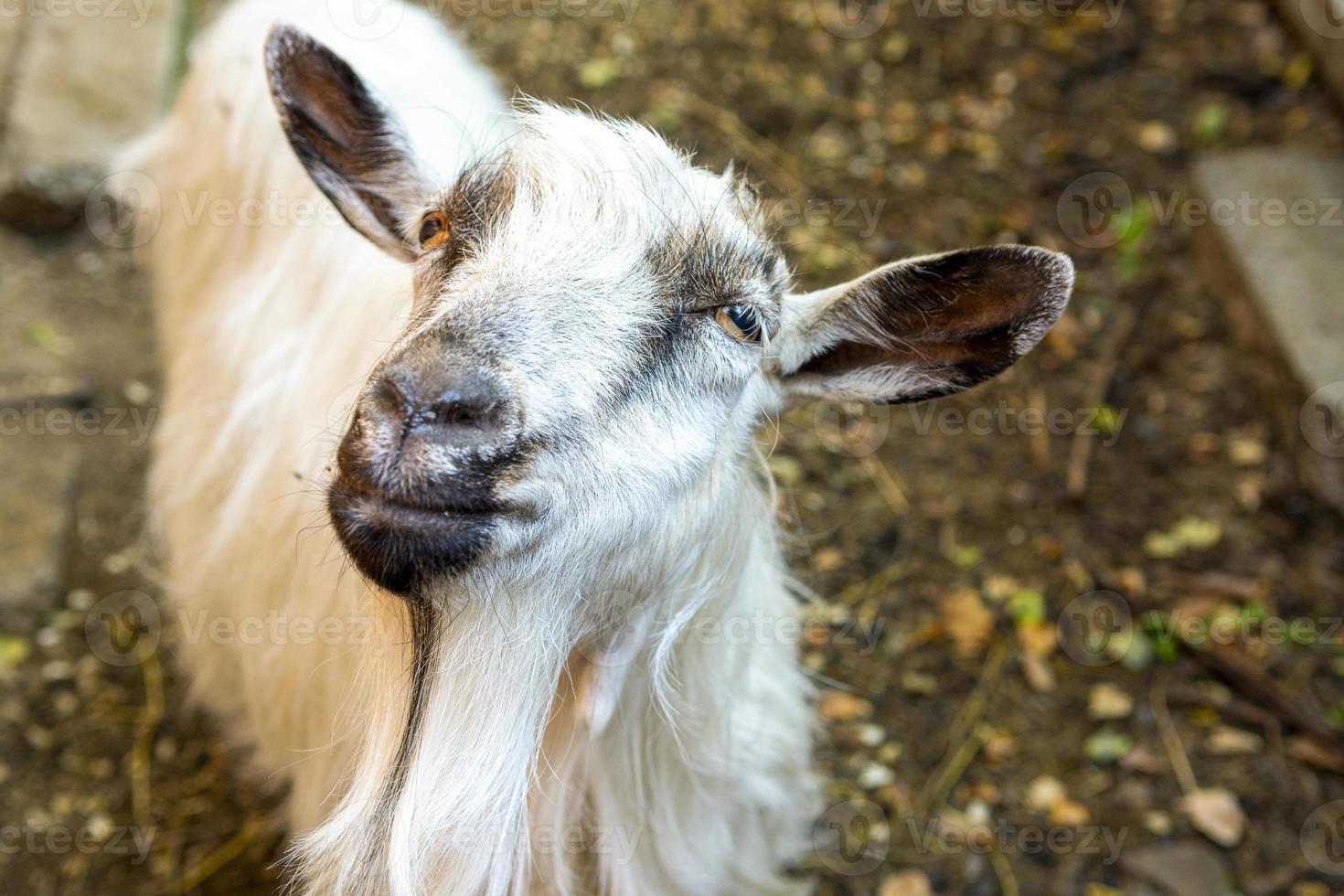 Portrait of a goat on a farm in the village. photo