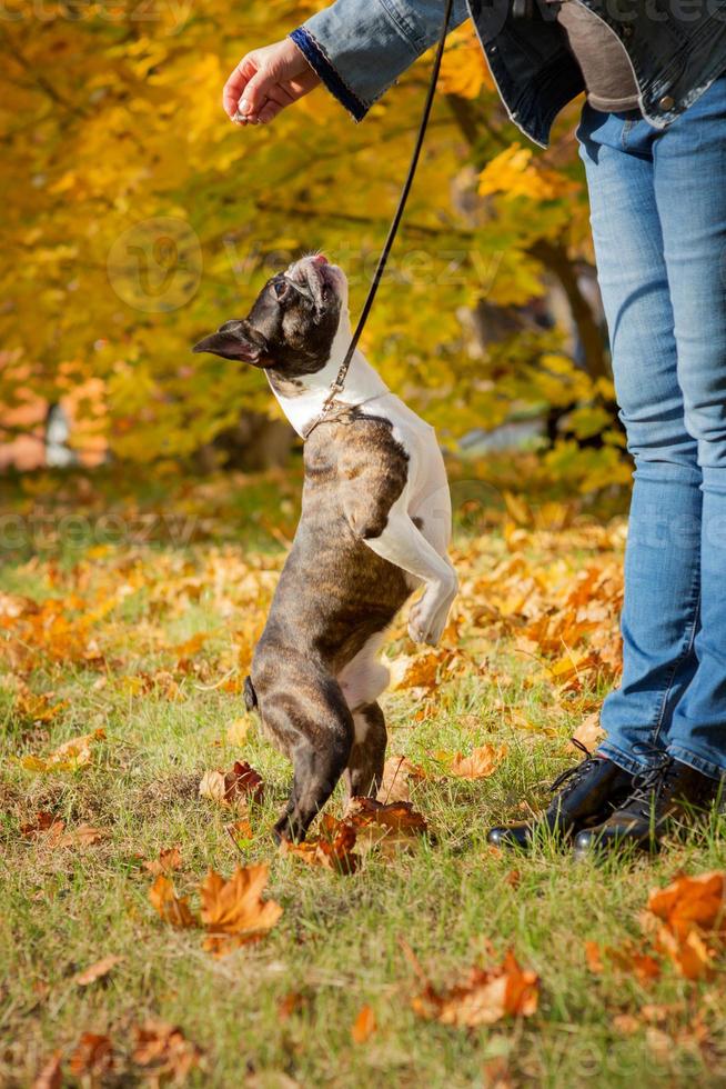 Boston terrier dog outside. Dog in beautiful red and yellow park in