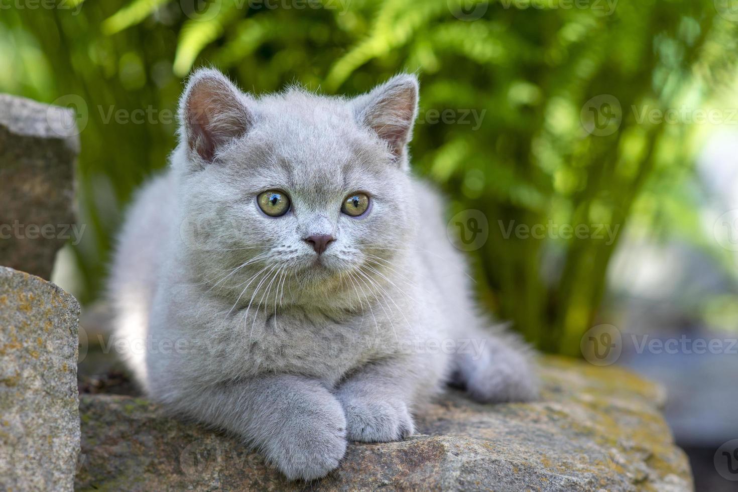 gatito británico de pelo corto tirado en una piedra en el primer plano de la hierba y mirando hacia un lado. foto