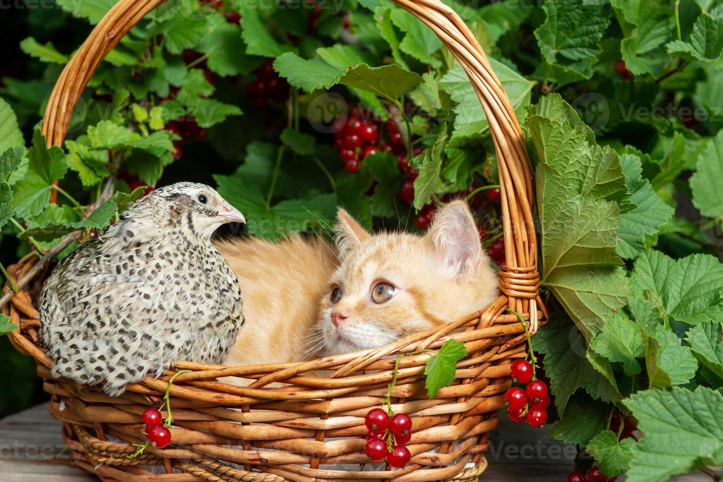 A British red-haired shorthair kitten is sitting in a basket made of a vine with a quail bird on the background of a currant bush with berries. photo