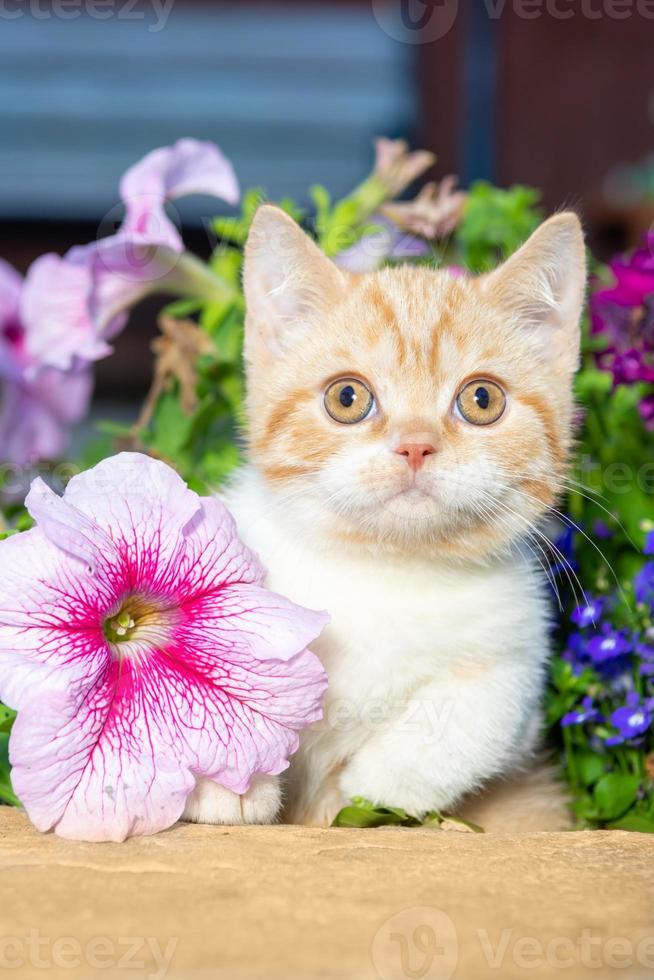 British red shorthair kitten sitting on a rock in the grass close-up photo