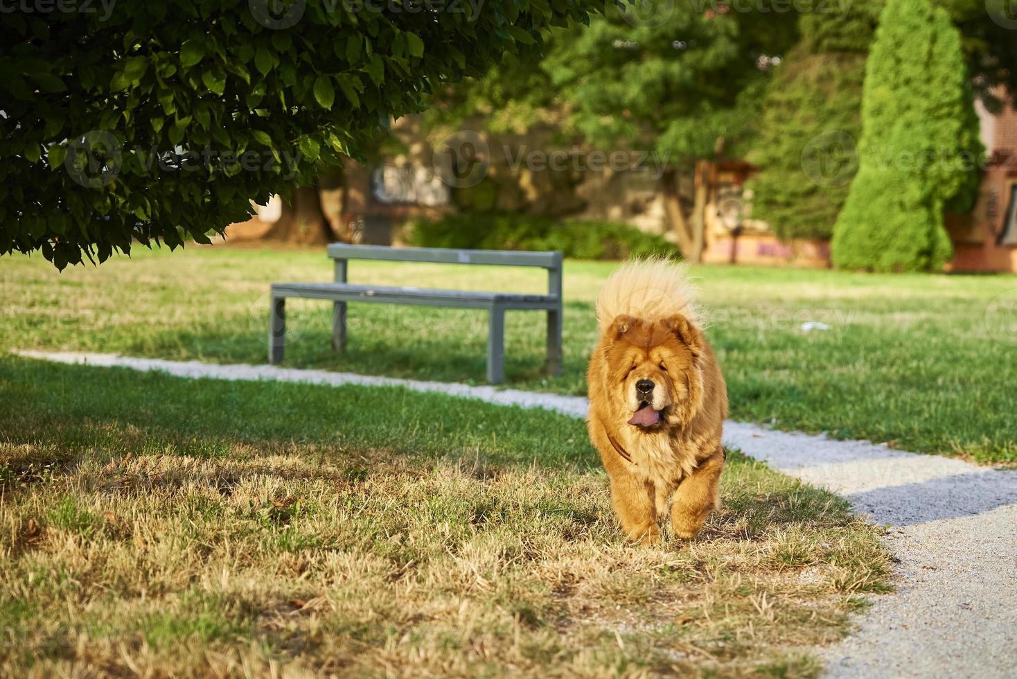 Chow chow dog in the park photo
