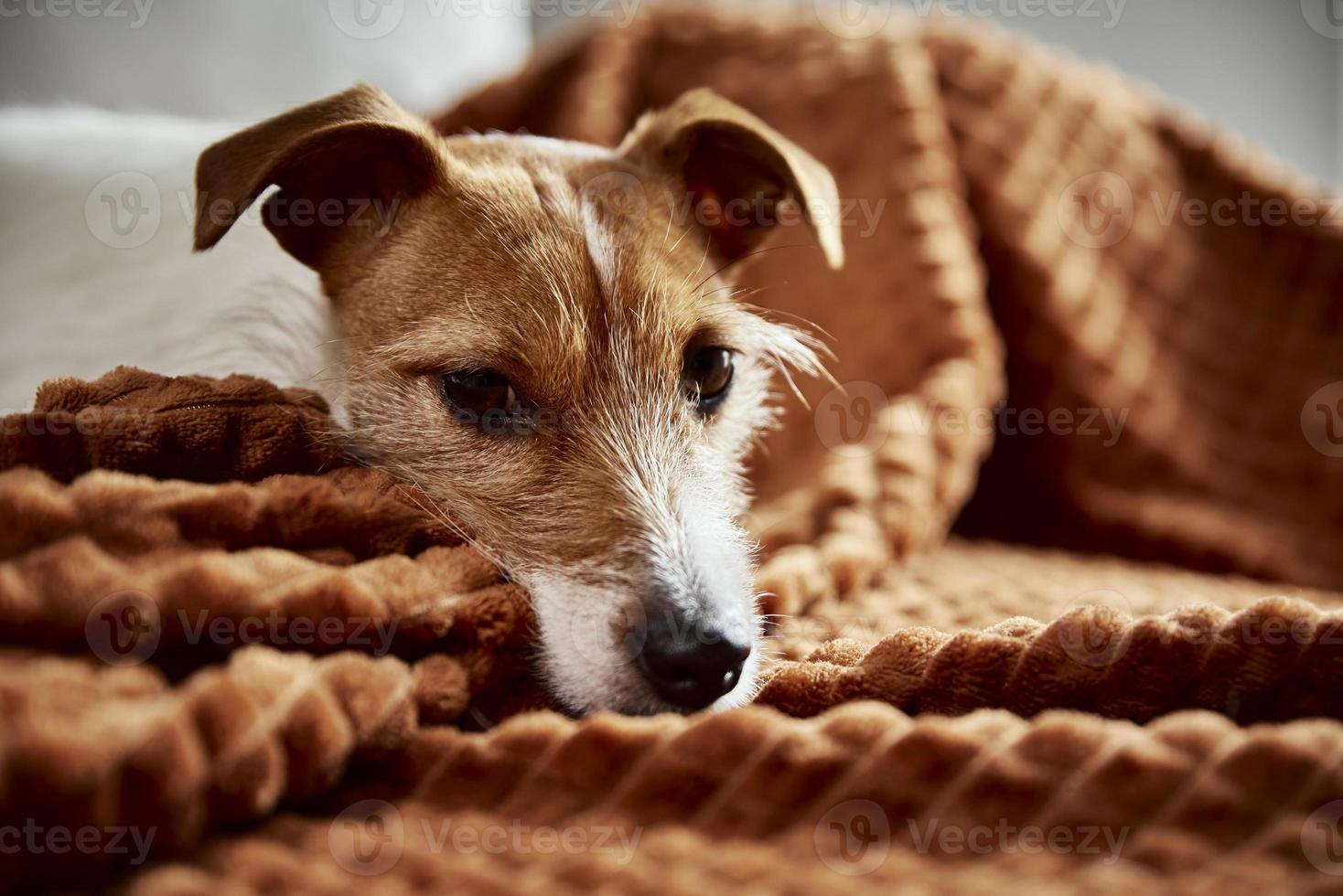 Dog lazing on couch photo