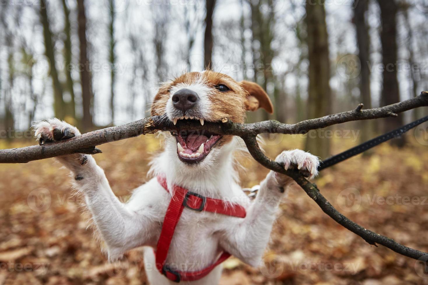 Dog play with a branch in autumn forest photo