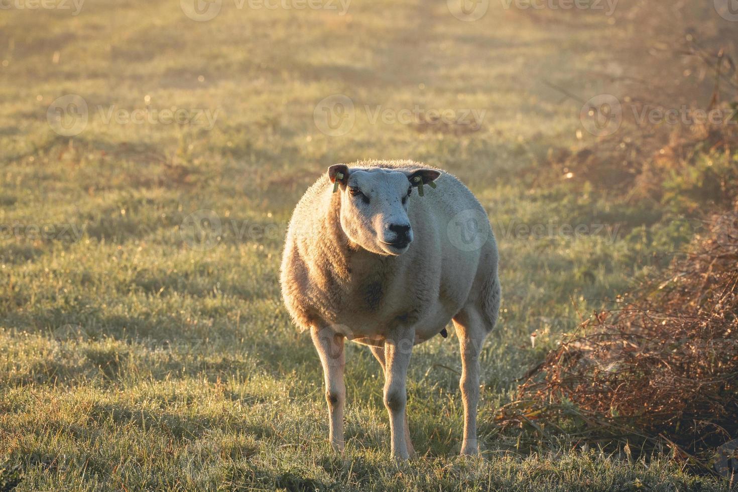 Sheep in the morning fog of the farm fields, T Woudt The Netherlands. photo