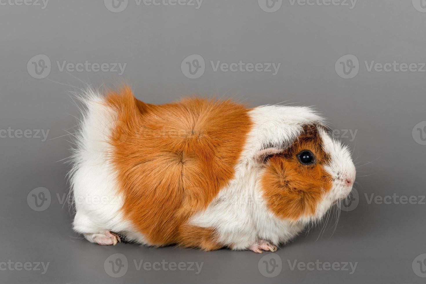 Guinea pig rosette on a gray background. cute rodent guinea pig on colored background photo