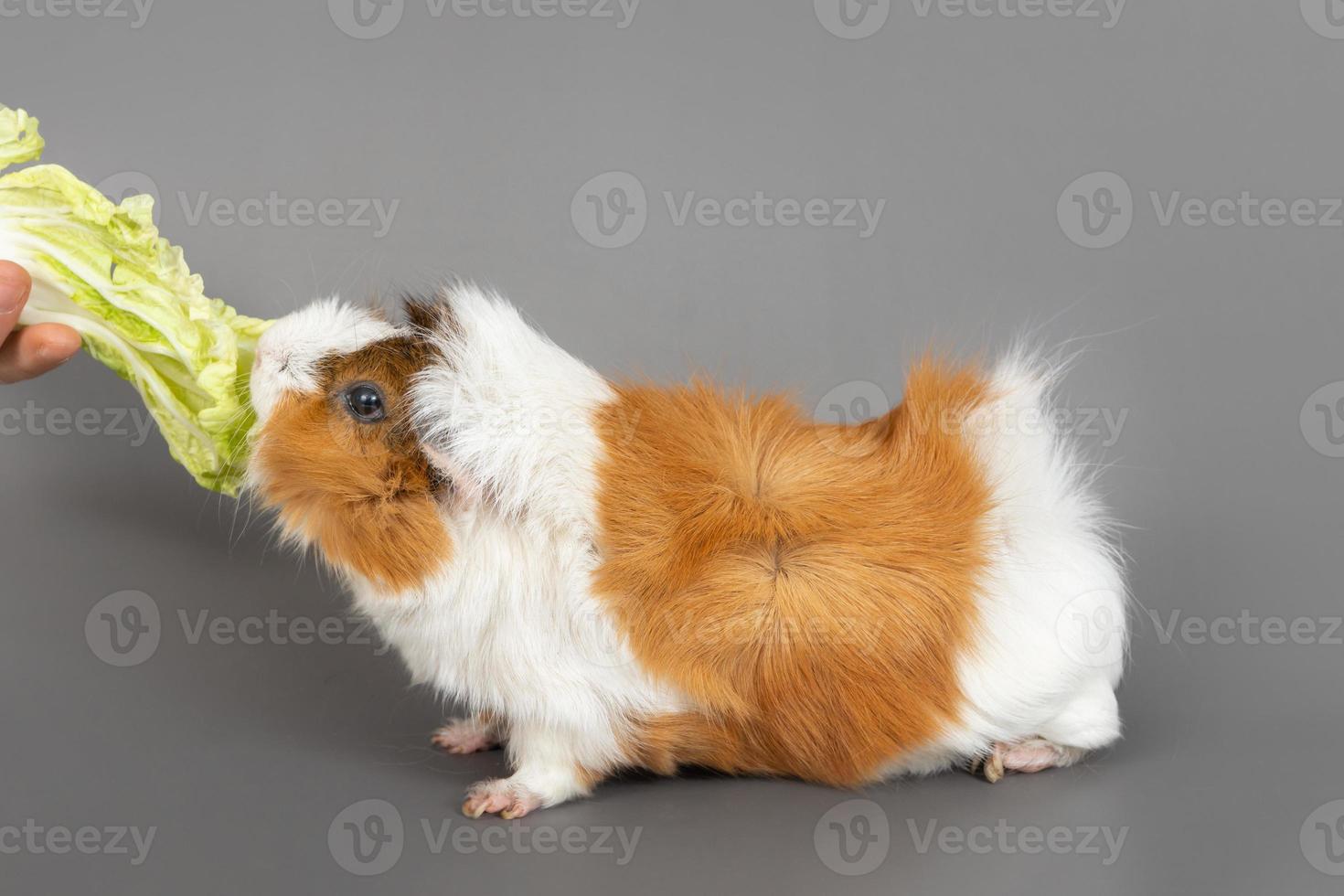 Guinea pig rosette on a gray background. Fluffy rodent guinea pig eating cabbage on colored background photo