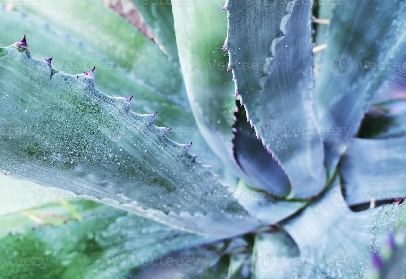 cactus de agave de cerca con enfoque selectivo. fondo de la planta foto