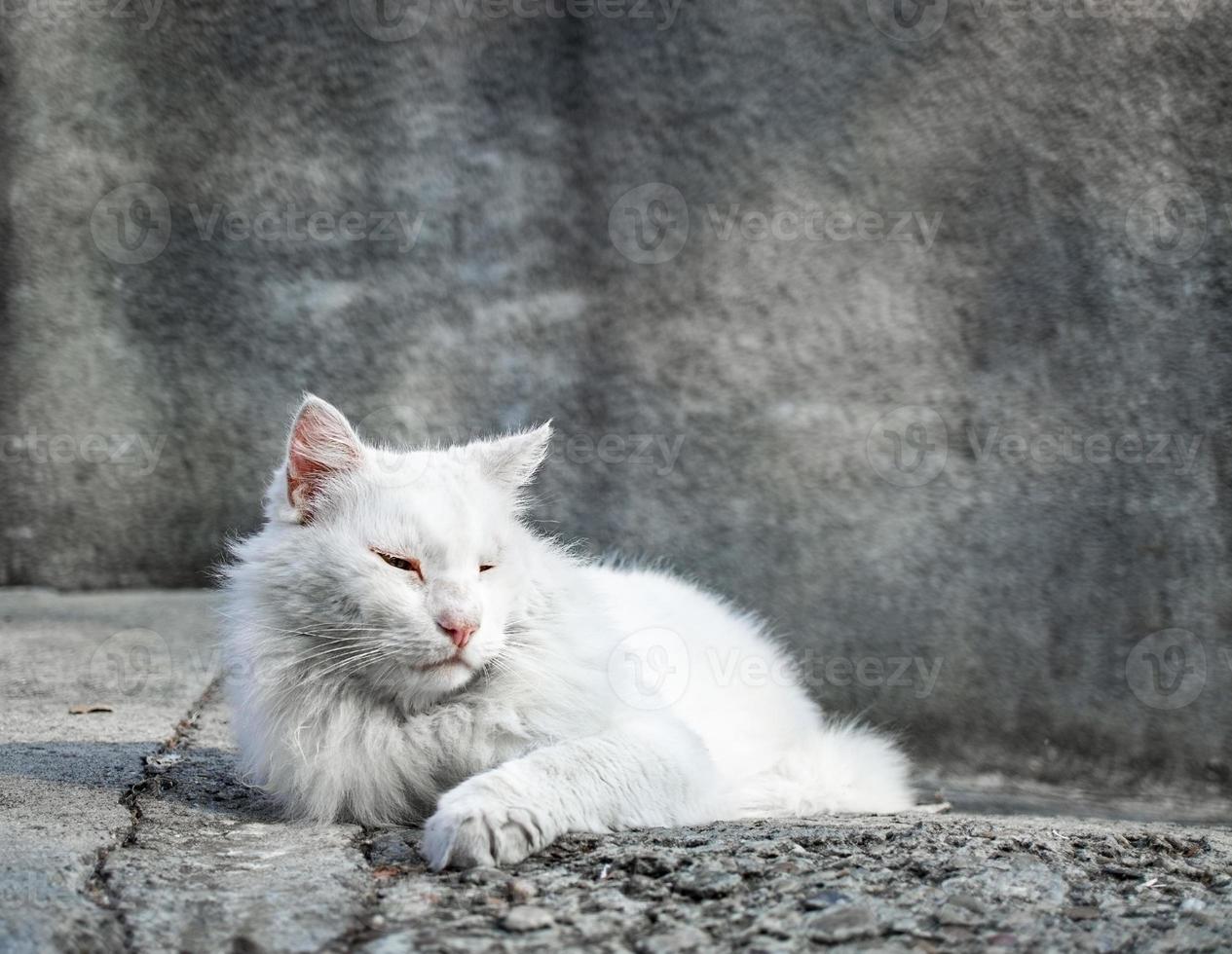 Big white street cat on a gray background basking in the sun photo