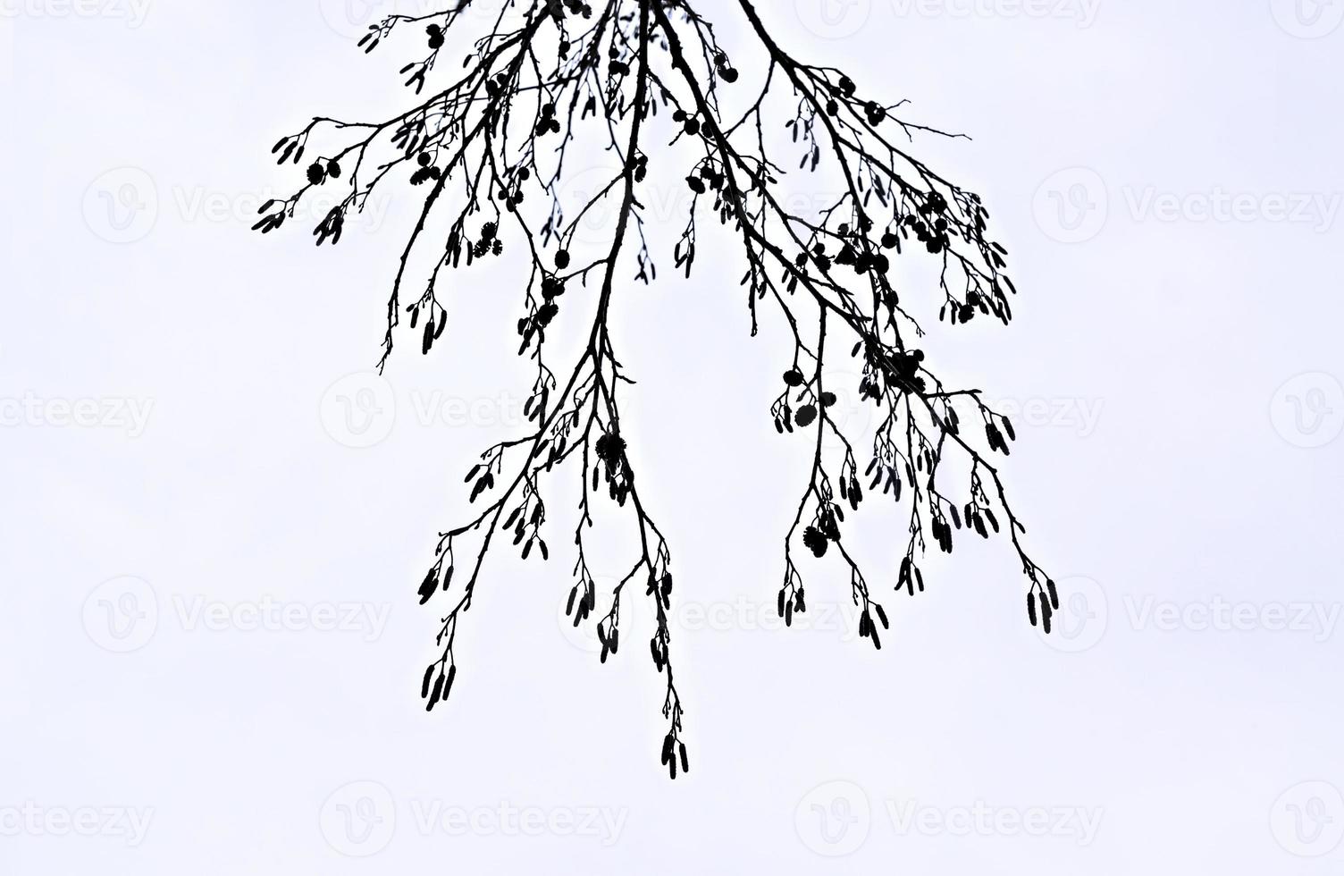 Abstract white background with dry alder branches and catkins photo