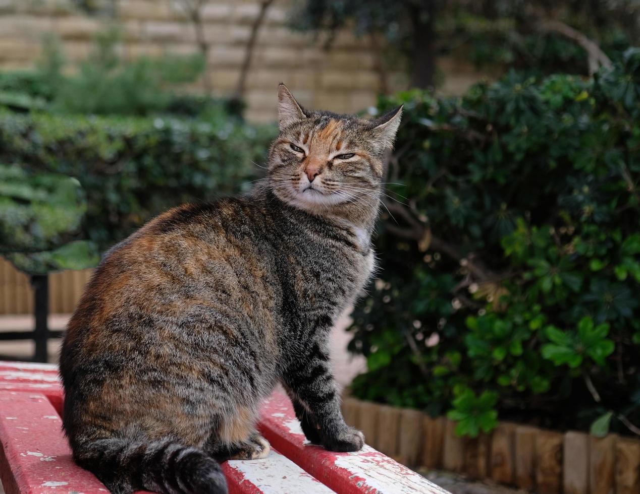 Close-up portrait of striped cat face in profile. The muzzle of a striped cat with green eyes, long white mustache, pink nose. photo